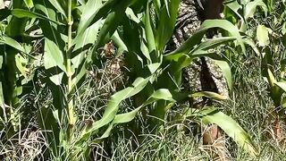 Mau ketawa takut dosa video  lucu bikin ngakak hiburan warga+62 #comedy #funny #lucu #trending #meme 30