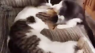 Who's the Boss