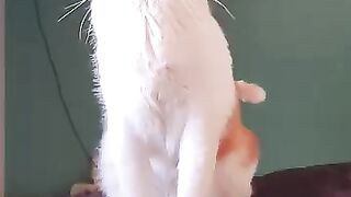 Tony the very small Tiger