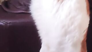 Sleepy Cat Falls off his perch. Super slowmo