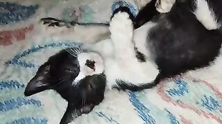 Enid is sorry  for biting Felix's tail.