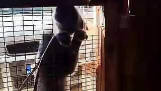 Happy the cat burglar