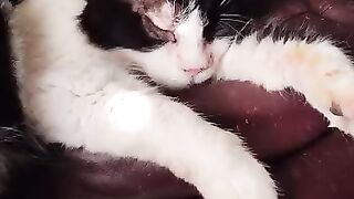 Now Minnie Mou has lost all the fur from her eyelid.