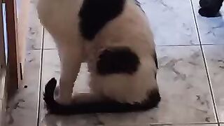 Crazy Rescue cat Felix