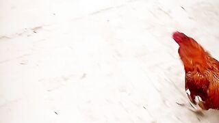 Murga faite TikTok viral video