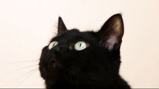 Funnyfuzzy - video of black cat | Trending HD Video