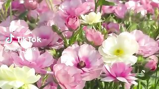 Beautiful scenery of flowers 5