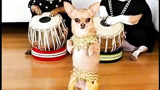 Hindi Song Funny Animals Dance