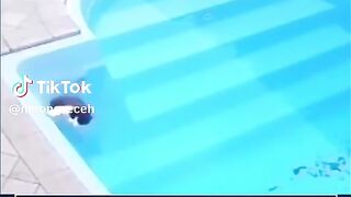 panicked cat drowned in the swimming pool