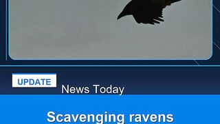Scavenging-ravens-memorize-vast-tracts-of-wolf-hunting-grounds-study