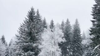 Winterhalter - snowy forest pines in winter landscape | Trending HD Video