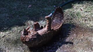 Funnyfuzzy - id | Trending HD Video 185