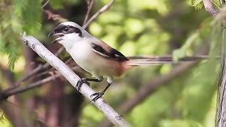 The long tailed shrike bird