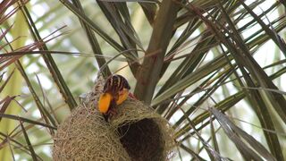 4K resolution - baya weaver | Trending HD Video