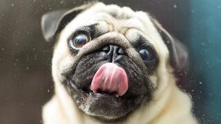 Funnyfuzzy - id | Trending HD Video 193