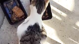 Dinner for stray kitten Dyson