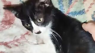 Fierce Enid