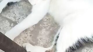 Lunch time for Dyson and the others