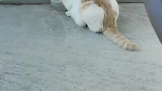 Stray Cat Scruffy drinks his water