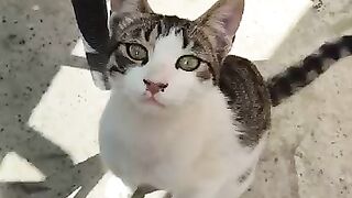 Stray kitten Dyson is hungry
