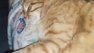 Grumpy Orange Boy Chico. The Top Cat.