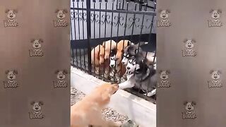 Funny Videos Part 92