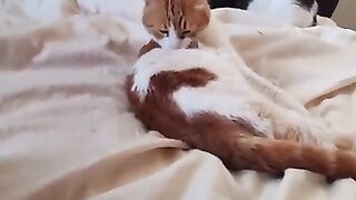 Tony Tiger  has a bath with a little gentle music