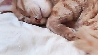 Chico is pooped.