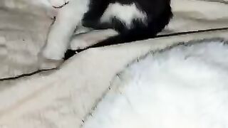 If being a cat dad was an Olympic event, Emo takes the Gold