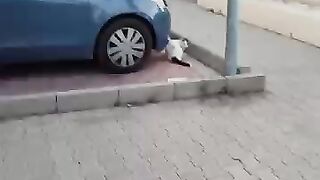 The Feeding Spot in the supermarket carpark