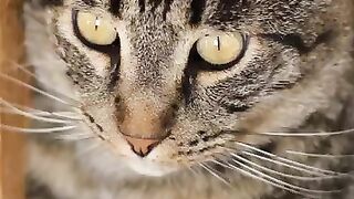 Name the cat competition  The answers are in the Playl