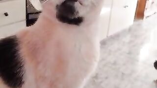 Chilli Pepper  wants to be red