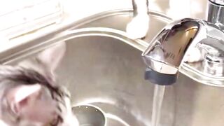 Funny Cat and Dog Video #cat #dog #shortreels #pets #funnycats #funnydogs #cutedog #cutecat 3