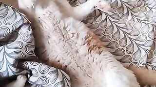 Sparky Sparkles  in  dreams