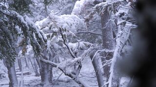 Winter solstice - serene winter snowfall in patagonian forest | Trending HD Video