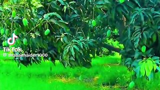 Beautiful Village 3