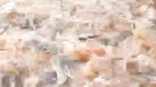 Sedang enak BUDIDAYA tiba-tiba kolam BOCOR/REMBES❗Begini cara mengatasinya