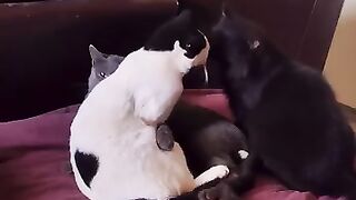 Happy's Girlfriend Has News