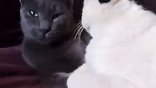 Happy the cat and his girlfriend