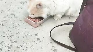 Scruffy's Lunch