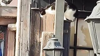A new stray cat burglar