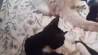 Bed thieves strike