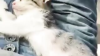 Thea now, phenomenal cat