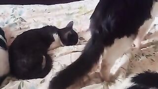 Some and white cats