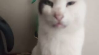 Mr Marengo's more than just a cat.