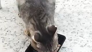 Old Stray cat gets a meal