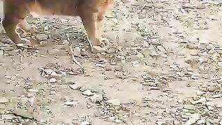 A shy stray cat