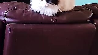 Thunderpants- The Cat Who Came In From The Cold.