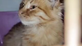 Two more Rescue cats.