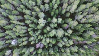 4K Computer Monitor - lush forest aerial view in 4k | Trending HD Video